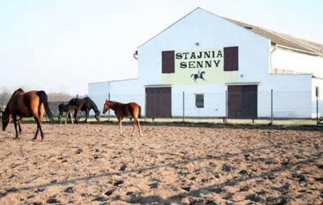 Noclegi Przy Stajni Senny - Horse Riding Leba Bagian luar foto